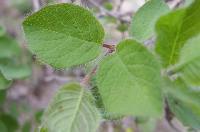 剛毛小葉葎 剛毛小葉葎