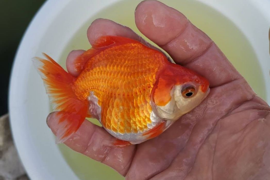 短尾[魚歲]