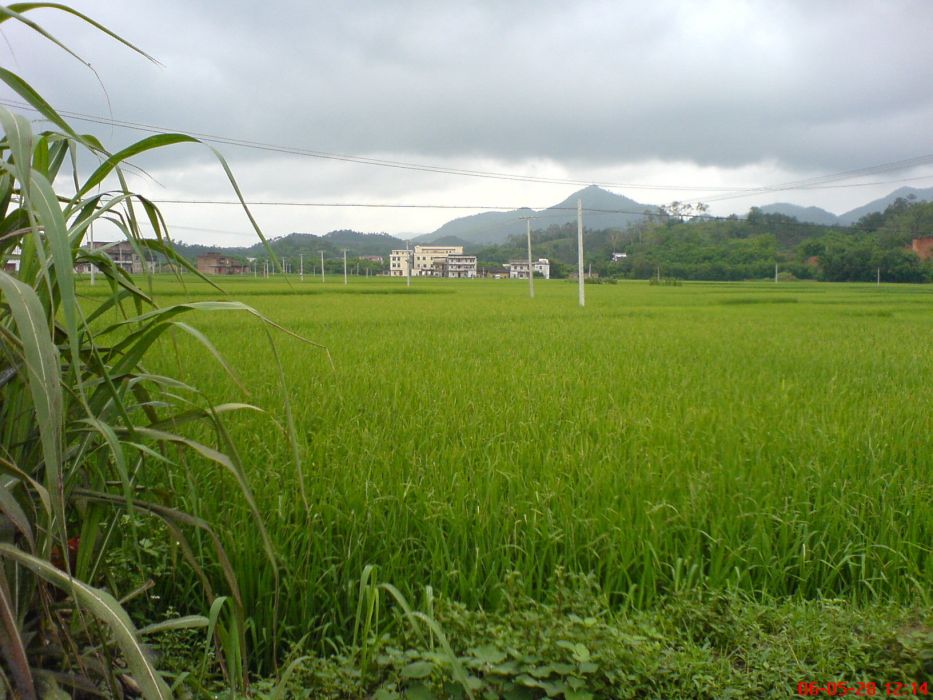 延清村 延清村