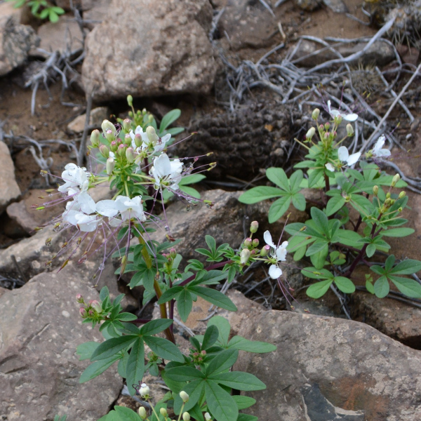 Cleome chilensis