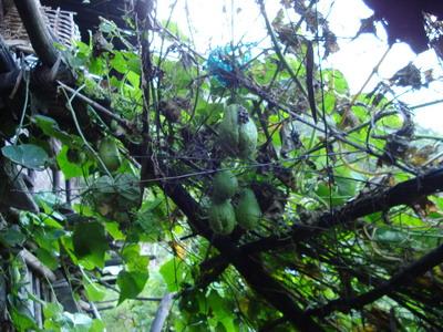 王機卡自然村的種植洋絲瓜情況