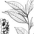 茸果柯 茸果柯