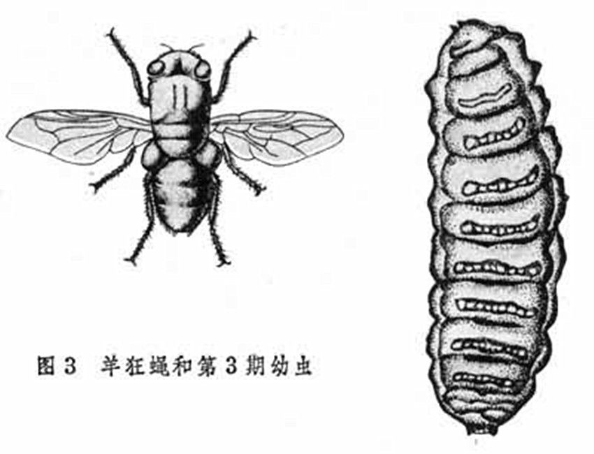 鼻蛆 鼻蛆