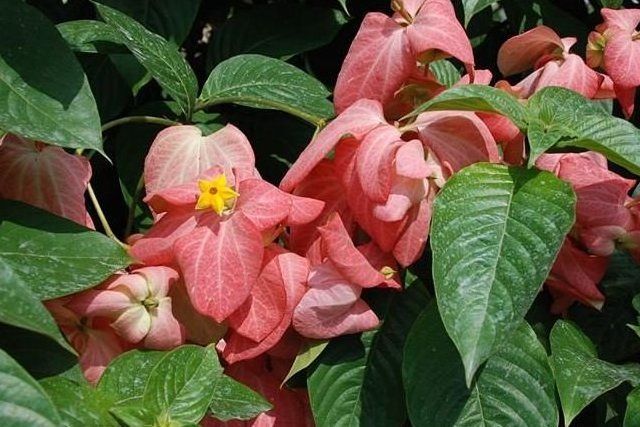 寬萼口藥花 寬萼口藥花