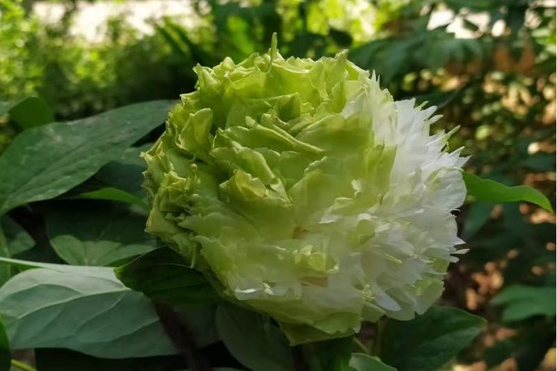 春柳(牡丹花品種) 春柳(牡丹花品種)