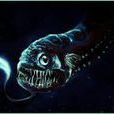 深海龍魚(無鱗龍魚) 深海龍魚(無鱗龍魚)