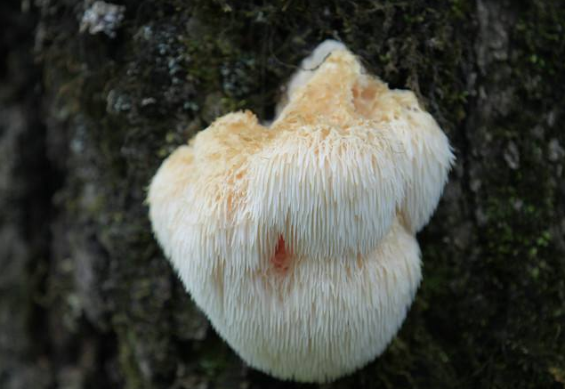 原生態猴頭菇