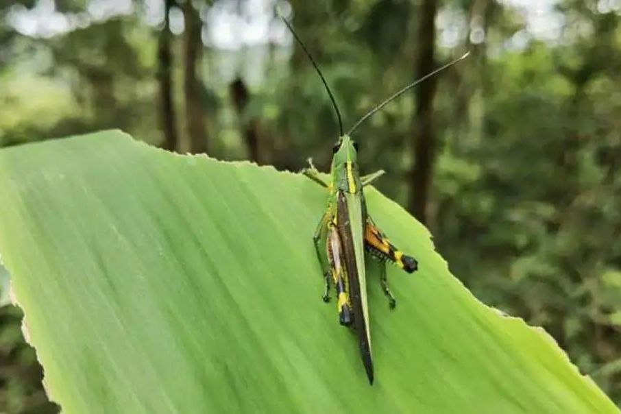 勐臘蝗屬 勐臘蝗屬
