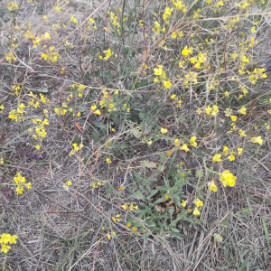 Brassica fruticulosa