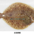 雙線鱗鰈 雙線鱗鰈