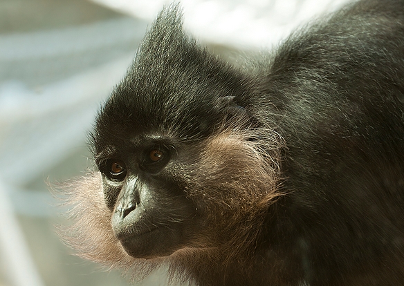 黑冠白瞼猴