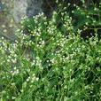 針果芹族 針果芹族