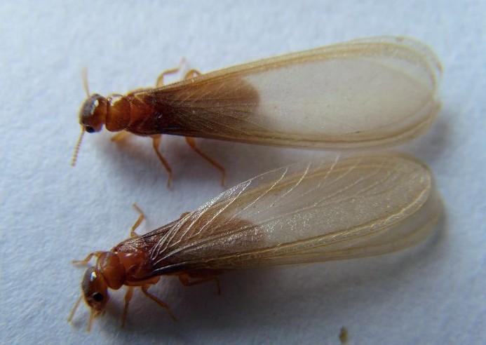 食腐生物 食腐生物
