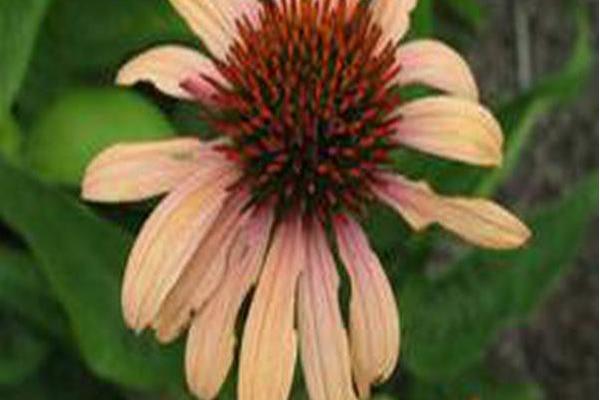 Echinacea \x27Evan Saul\x27 BIG SKY SUNDOWN Echinacea \x27Evan Saul\x27 BIG SKY SUNDOWN