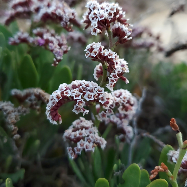 Limonium axillare