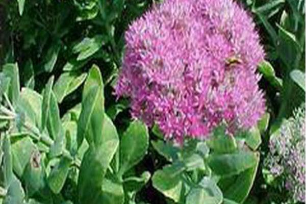 Hylotelephium spectabile \x27Meteor\x27 Hylotelephium spectabile \x27Meteor\x27