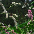白花蓼 白花蓼