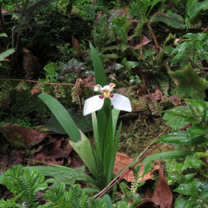 Hesperoxiphion huilense
