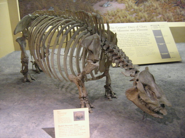 遠角犀化石