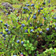 野生藍莓