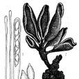 美洲叢耳菌 美洲叢耳菌