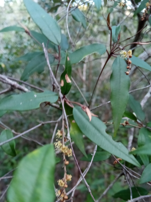 Croton antanosiensis