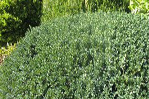Buxus sempervirens \x27Vardar Valley\x27 Buxus sempervirens \x27Vardar Valley\x27