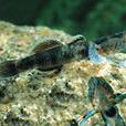 伍氏櫛鰕虎魚(廬山石魚) 伍氏櫛鰕虎魚(廬山石魚)