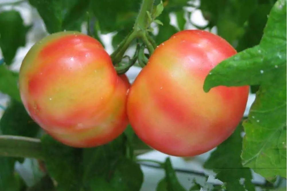魯番茄3號 魯番茄3號