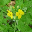 野人血草 野人血草