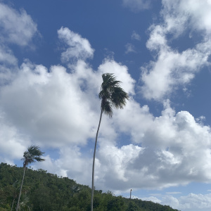 Coccothrinax alta