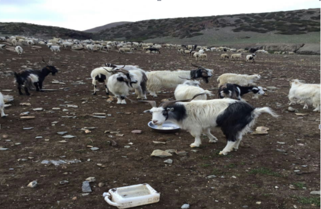 2016年達巴鄉達巴村牧業點的羊