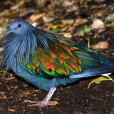 綠蓑鳩 綠蓑鳩