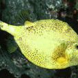 黃色硬鱗魚