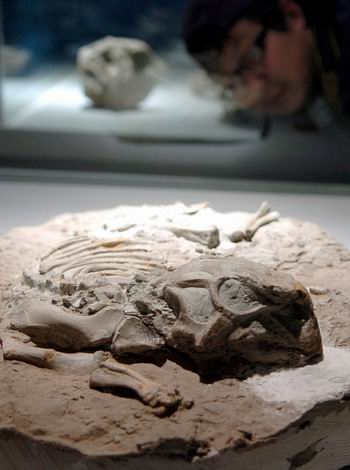鸚鵡嘴龍化石(圖二)