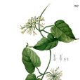 紐子花屬 紐子花屬