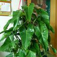 綠寶石(梨品種) 綠寶石(梨品種)