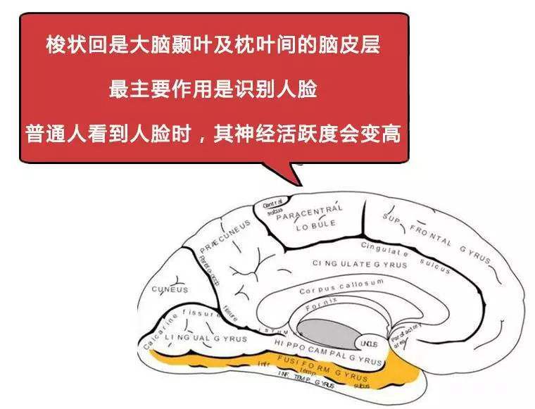 梭狀回 梭狀回
