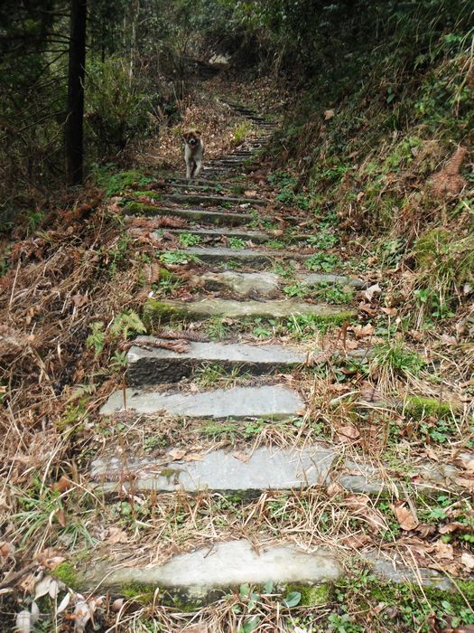 茶山古道