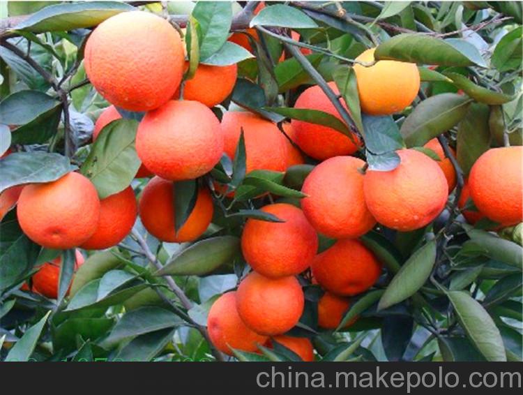 塔羅科血橙苗