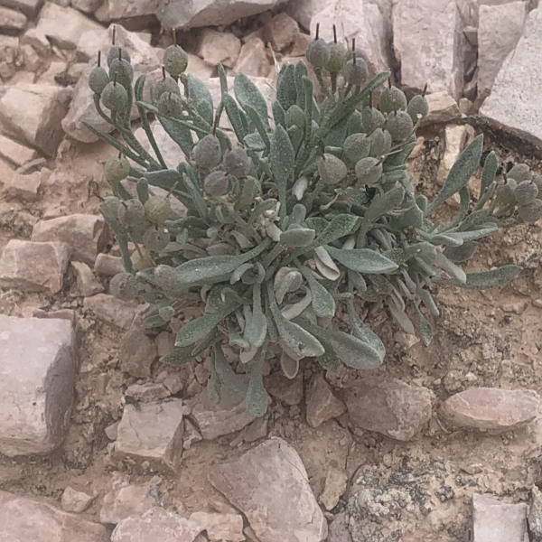Physaria pachyphylla