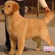 北京金毛犬舍 北京金毛犬舍