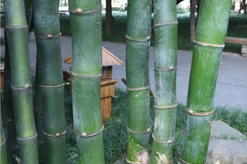 竹亞科