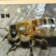 蜂后(蜂群體中唯一能產卵的雌性蜂)