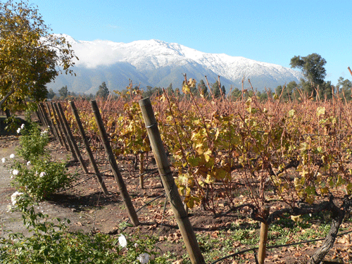 智利中央山谷葡萄酒產區