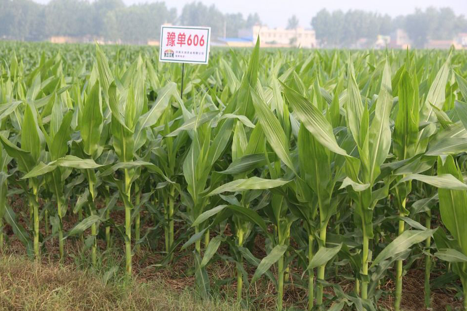 豫單606(豫審玉2014009) 豫單606(豫審玉2014009)