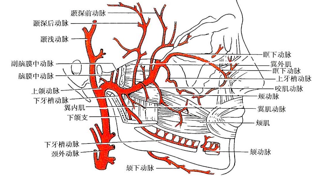 頸外動脈