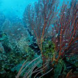 紅鐵樹(海洋植物)