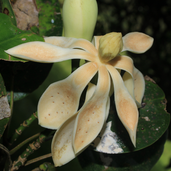 Magnolia santanderiana