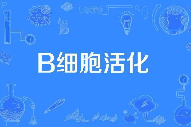 B細胞活化 B細胞活化